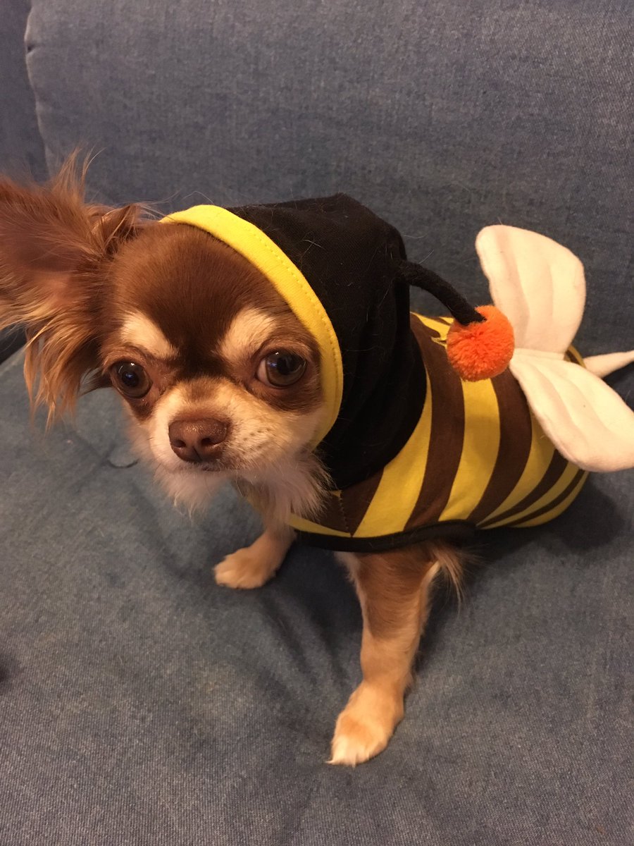 BonReggae's tweet photo. きな子蜂🐝現る
#きな子 #チワワ https://t.co/c8isJhIRoW