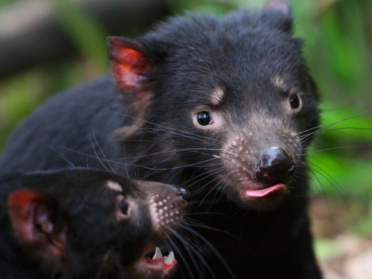 oz_zooarch's tweet photo. #FunZooarchFact- the Tasmanian devil is the largest living dasyurid or marsupial carnivore (photo @HvilleSanctuary). https://t.co/ddb5dN1ZrV
