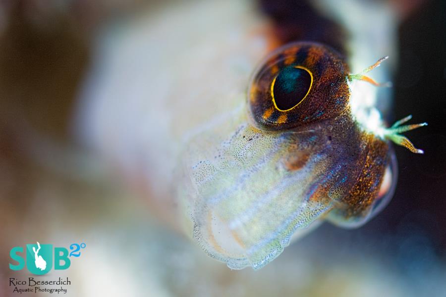 thesub2o's tweet photo. #BokehBlenny - Photo by @RicoBesserdich at #Sundiving dive center #scuba https://t.co/1GEqflw8iE https://t.co/ZPbs7h9zKo