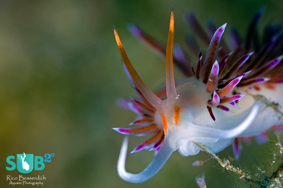 #Nudibranch Portrait - Shot by @RicoBesserdich at <a href="/ermandive/">Erman Dive Center</a> #scuba goo.gl/ZBquJ8