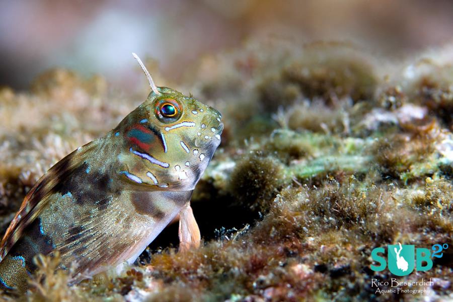 Who is the superstar ? Photo by @RicoBesserdich at #Sundiving dive center #scuba goo.gl/ZBquJ8