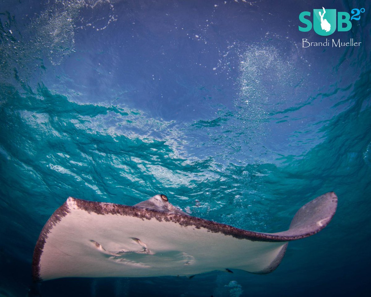 #Stingray in the shallow waters off Grand #CaymanIslands . Photo: Brandi Mueller #scuba goo.gl/TaUnZC