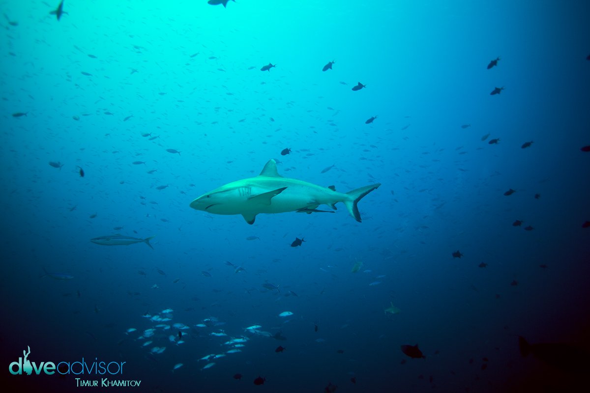 Pretty little fellow - Shot by <a href="/NoLabelInc/">Timur K</a> at #MiyaruKandu dive site @Scubaspa #scuba goo.gl/pdYrRI
