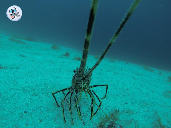 DiveAdvisorApp's tweet photo. #Aquaticlife photo @sporadesdiving at Canyon-Dasia Skopelos in #Greece CC @keeptalkingGR #scuba https://t.co/k15PERYr1n https://t.co/OEJ062WHdK