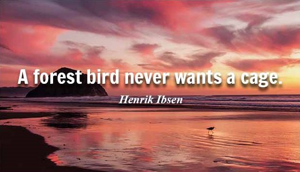 pianotime2's tweet photo. A forest bird never wants a cage.  ~ Henrik Ibsen #quote 

...have a nice #weekend and do what you want, leave your cage for two days 😉 https://t.co/I1oW1ueNT5