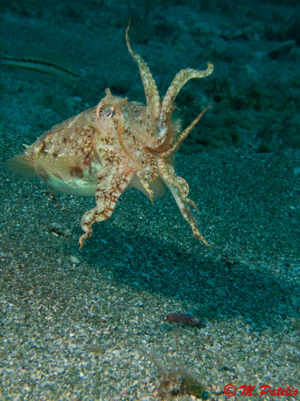 DiveAdvisorApp's tweet photo. Shot at #HeraklionDivingCenter @Panagiotidisgr #Greece CC @keeptalkingGR #scuba https://t.co/k15PERYr1n https://t.co/p8YeFzTrfe