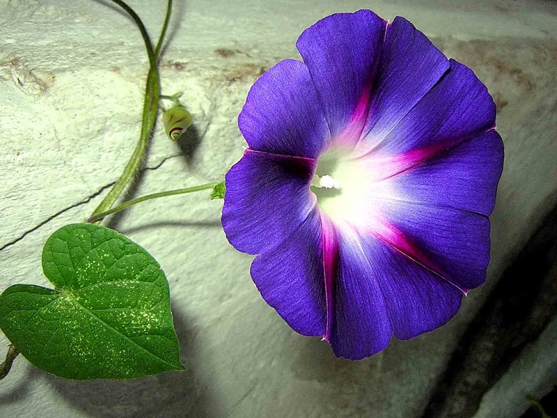 大事な人への花言葉 Pope Taisetuna Twitter