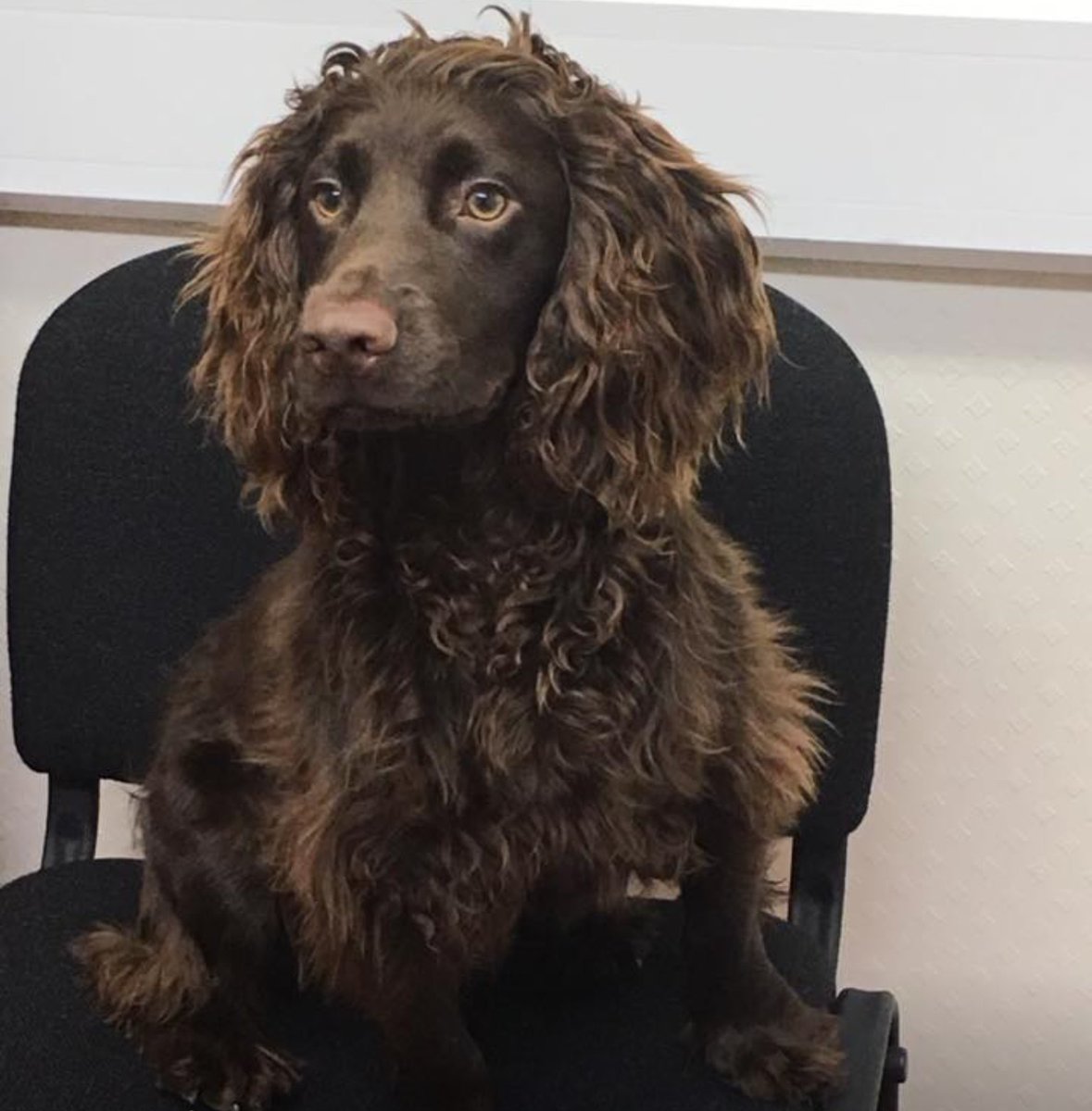 ww_legal's tweet photo. #DogsofWW - Here's Penny Manock's pooch Snoop, who likes to oversee proceedings in the family law department. https://t.co/u7ItkpsX3l