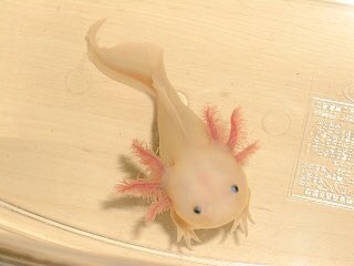 いいねした人が自分の中でなにランキング1位か言うのtwitterイラスト検索結果