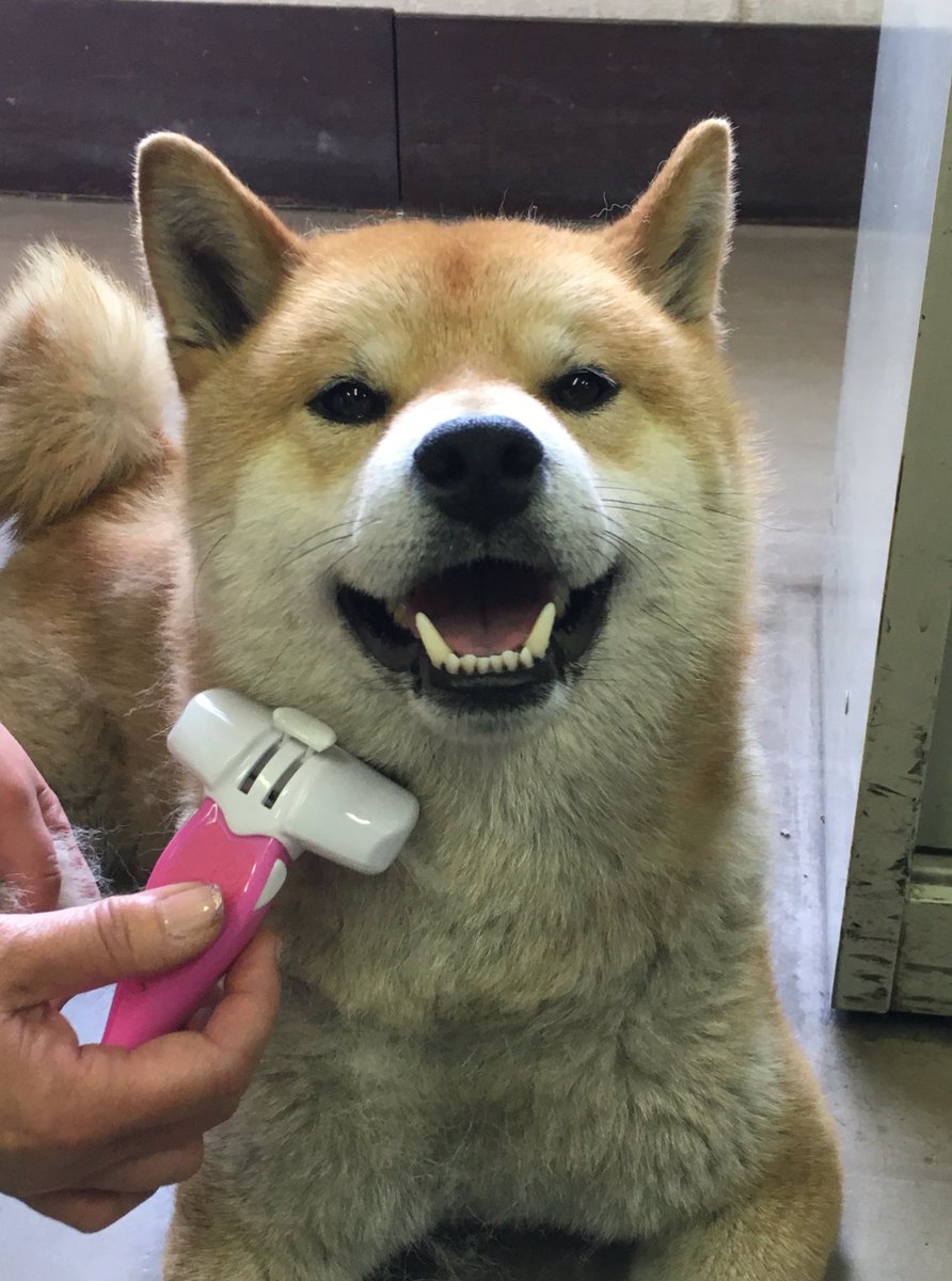 kotaro20150513's tweet photo. 【拡散希望】
2017.6.24 早朝 倉敷市玉島にて
愛犬の首輪がはずれて行方不明に。似たような犬を見かけた方は玉島警察署（086-522-0110）までご連絡を。
名前：こたろう（柴犬・オス・2歳）
呼び名「こた」「こっちゃん」
人懐っこい、少し臆病、ガッチリ体型
#迷子犬 https://t.co/N4NwY9uIcL