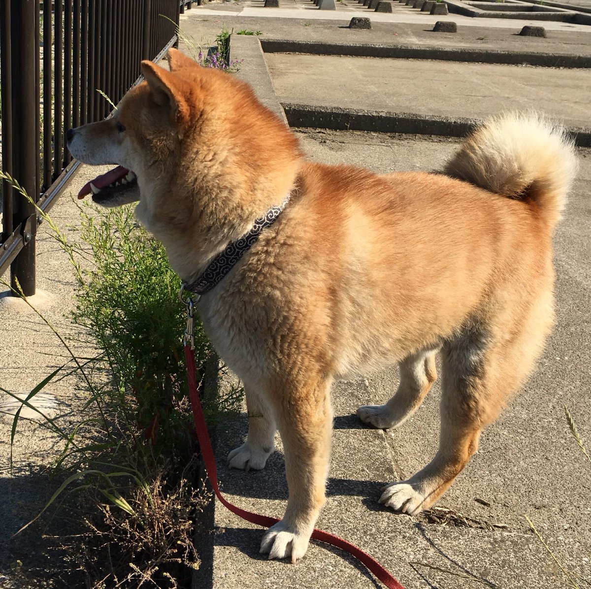 kotaro20150513's tweet photo. 【拡散希望】
2017.6.24 早朝 倉敷市玉島にて
愛犬の首輪がはずれて行方不明に。似たような犬を見かけた方は玉島警察署（086-522-0110）までご連絡を。
名前：こたろう（柴犬・オス・2歳）
呼び名「こた」「こっちゃん」
人懐っこい、少し臆病、ガッチリ体型
#迷子犬 https://t.co/N4NwY9uIcL