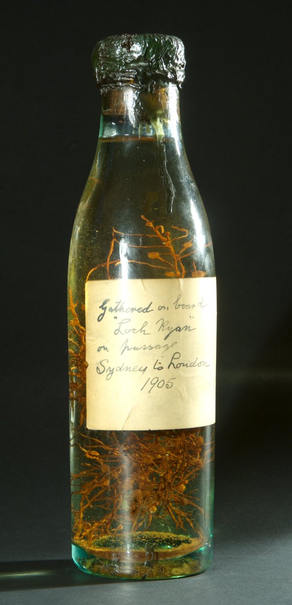 HistEnvScot's tweet photo. Bottle of seaweed at #TrinityHouse brought back by #BenLine sailor on board the Loch Ryan on passage from Sydney to London 1905 #travelsMW https://t.co/GfECtYBoeg
