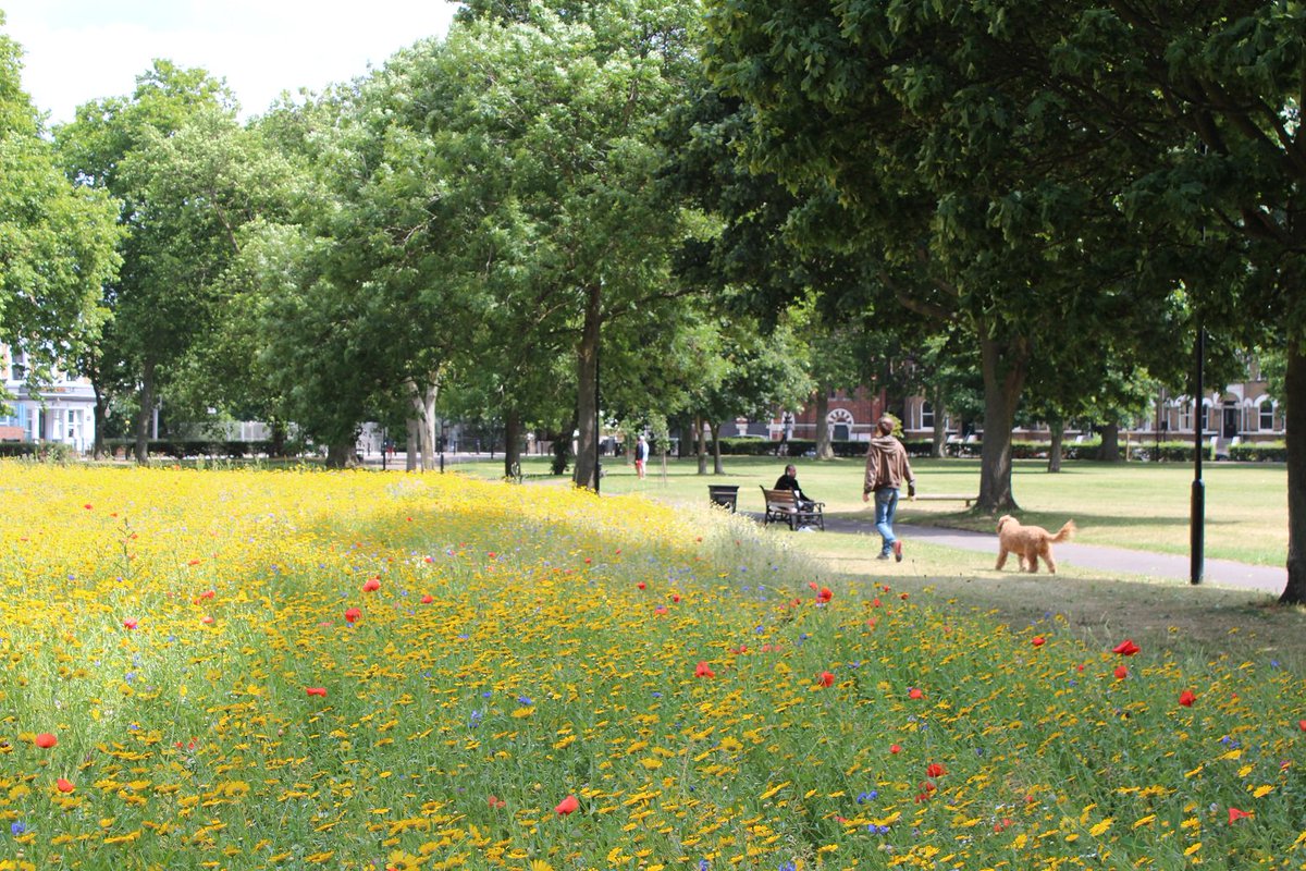 greenerhackney's tweet photo. Hackney Downs' wildflower meadow is looking beautiful. Go and have a look while it's still in bloom! #hackneyparks #hackneydowns #parks https://t.co/gz6rqv8Eu1