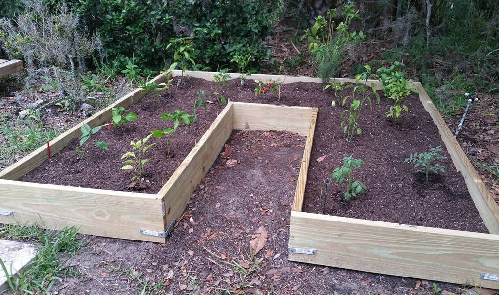 journeyntravel's tweet photo. Raised Hot Chili Pepper Garden in my back yard. #carolinareaper #scorpionpepper #datilpepper #habaneropepper #gard… https://t.co/f0G22hWhPq https://t.co/iIQis9X5jM