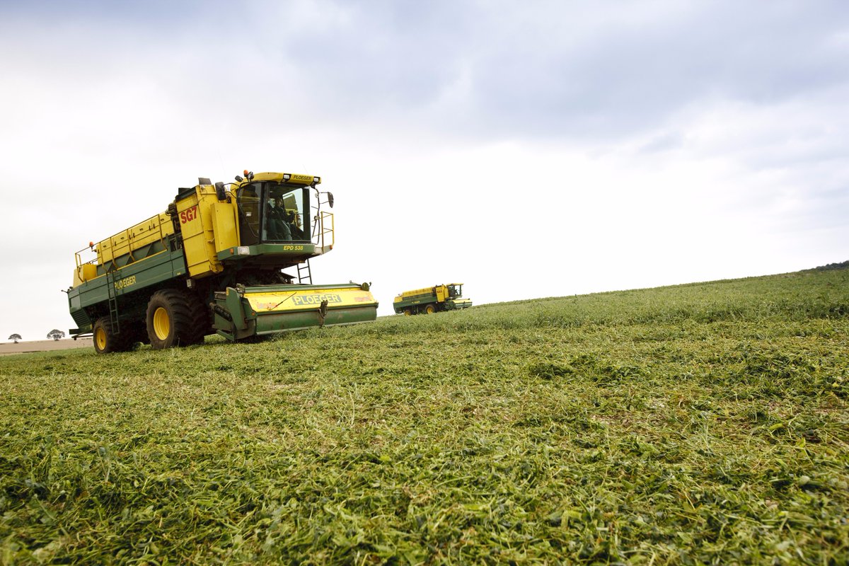 YorkshirePeas's tweet image. And we're off, here come the viners. Harvest 17 underway. Day or night we pick them at peak of perfection. #rightmoment