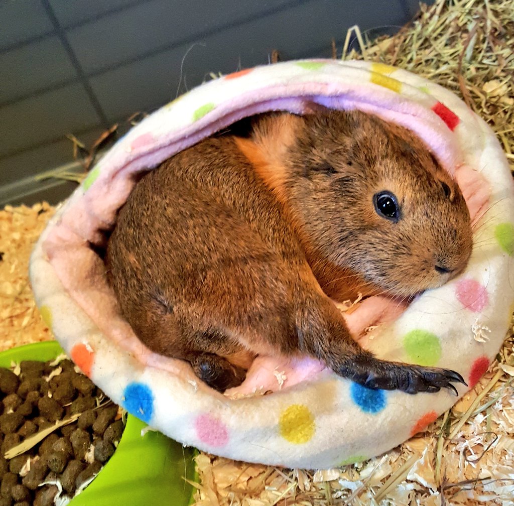 Choco, Button and Penny tweet media