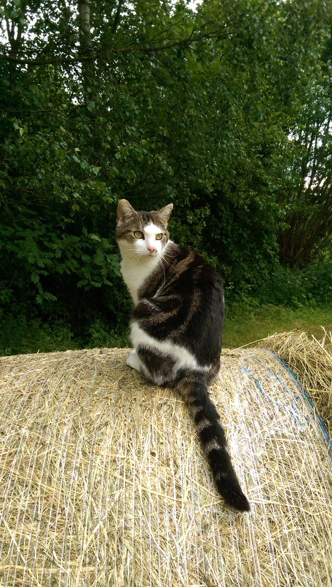 evi_reigns's tweet photo. My Cat Cristiano. ❤ #cats #pets #cat #miau #katze https://t.co/ovSbeLUVvV