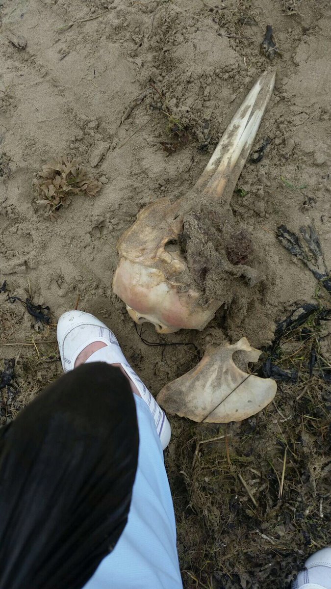 kateffest's tweet photo. @BBCSpringwatch what bird was this please found at black rock Porthmadog https://t.co/Kh1MQFep0y