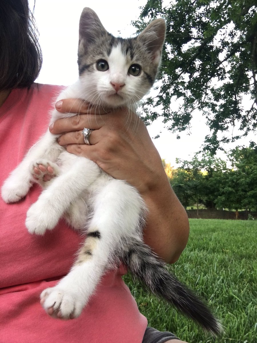 Ambular73's tweet image. Meet Jesco 😻