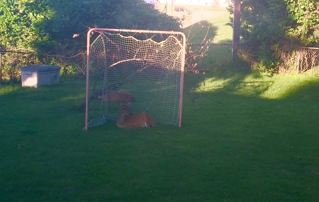 mgriffin_kmov's tweet photo. Apparently the deer in our neighborhood are big lacrosse fans. #futuregoalkeeper https://t.co/mbLd42YqGG