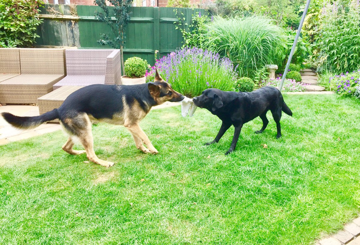 NedSaid2016's tweet photo. You can't teach an old dog new tricks but you can teach a young dog #SaturdayFun #StillGotIt #TopDog https://t.co/oZHryc7KeO