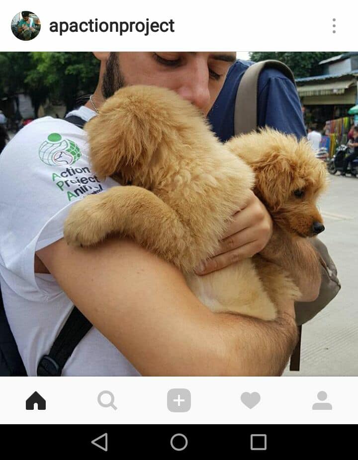 apactionproject's tweet photo. Loro meritano di #vivere #actionprojectanimal #stopyulin #noyulin #bastayulin #dogmeatmarket #davideacito #yulin2017 #attivistiitaliani #APA https://t.co/4AF22Vy3DW