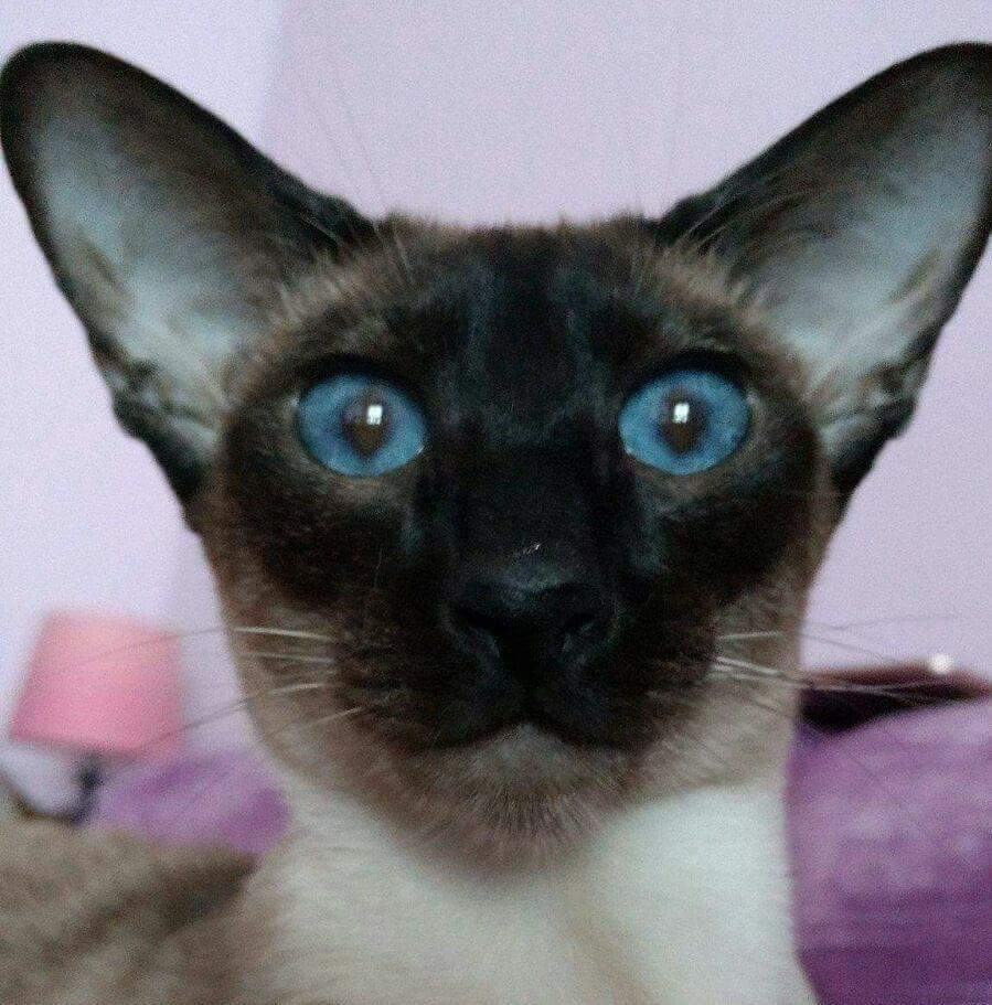 FrancescaMiao's tweet photo. https://t.co/nDjsitQ0Rf #siamese #siameseorientale #gatti #cat #cats #gatto #animali https://t.co/snOcqgqVcF
