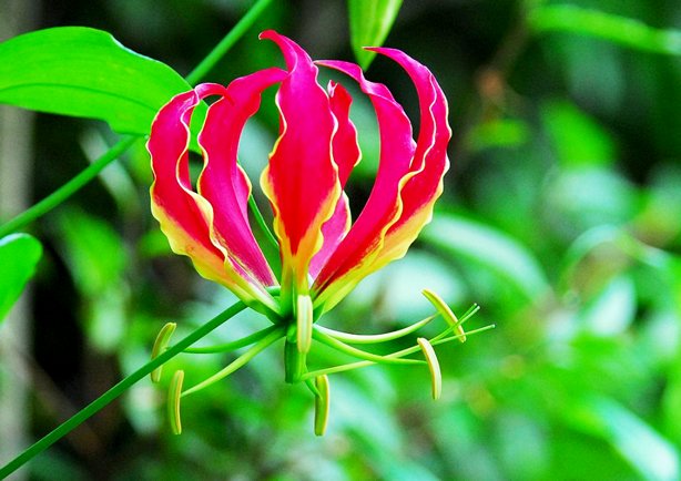 大事な人への花言葉 グロリオサ 花言葉は 栄光 この花言葉は炎のような赤に黄色の縁取りがある冠のような花姿に由来しています T Co Jgsrpjkrsl Twitter