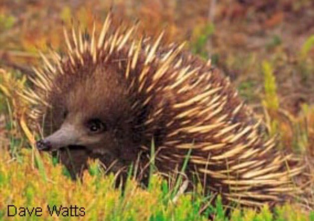 oz_zooarch's tweet photo. #FunZooarchFact- a baby echidna is called a puggle (photo Dave Watts). https://t.co/OxLPd7XNOL