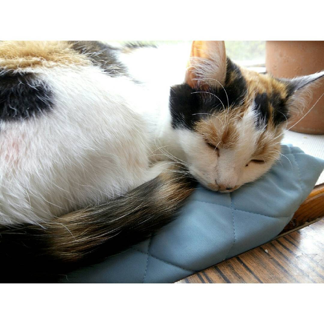xxgannazz's tweet photo. ๐ป๐ค
#Thepet #Animals #Cat #Tortiecat #Affectionatecat #Thecatisasleep #Acolorfulcat https://t.co/e0phIoTlo0