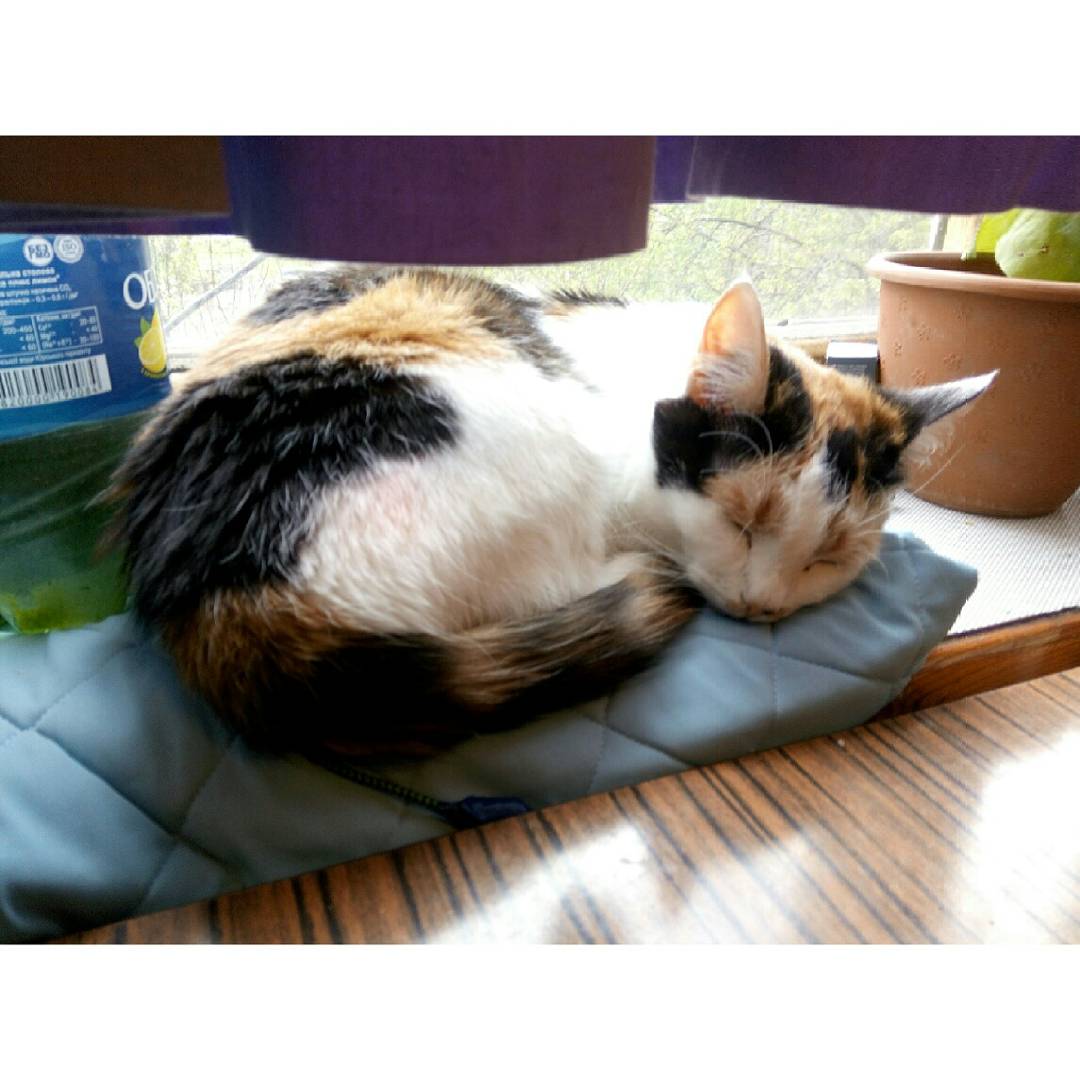xxgannazz's tweet photo. ๐ป๐ค
#Thepet #Animals #Cat #Tortiecat #Affectionatecat #Thecatisasleep #Acolorfulcat https://t.co/e0phIoTlo0