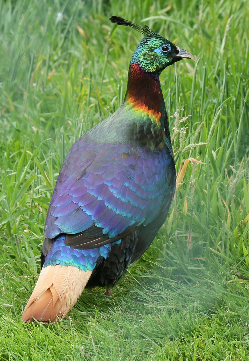 MiriamHaas11's tweet photo. Himalayan Monals @exmoorzoo @Zoo_Watch #monals https://t.co/PaRg5qXs6f