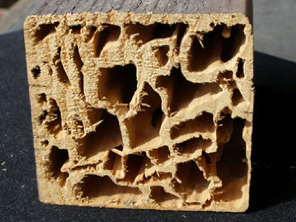MachoMensch's tweet photo. Can Termite Damage Be Fixed? - https://t.co/9SOwECSUms https://t.co/ciW3gf0Dw9 https://t.co/07Sb78ZvcP