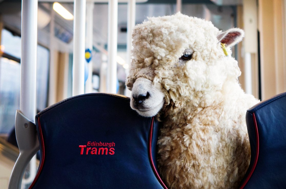 EdinburghTrams's tweet image. Heading back from a day at the #Highlandshow? Catch a tram for only £1.60 from Ingliston P&amp;amp;R! #RHSTravel #rhs2017