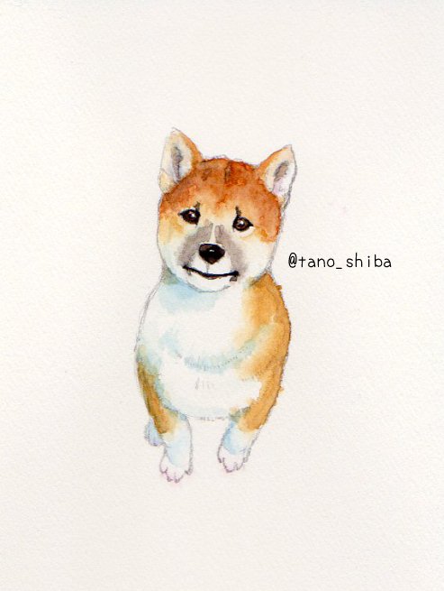 だみー柴さん 犬用 A Twitter 我が家のワンコさん子犬時代を 水彩画とボールペン画で 同じ写真を見て描いたのに 全体的に雰囲気違うのはご愛嬌 柴犬 水彩画 ボールペン画 だみー柴さん 犬用 A Twitter 我が家のワンコさん子犬時代を 水彩画とボールペン画で 同じ写真を見て描いたのに 全体的に雰囲気違うのはご愛嬌 柴犬 水彩画 ボールペン画