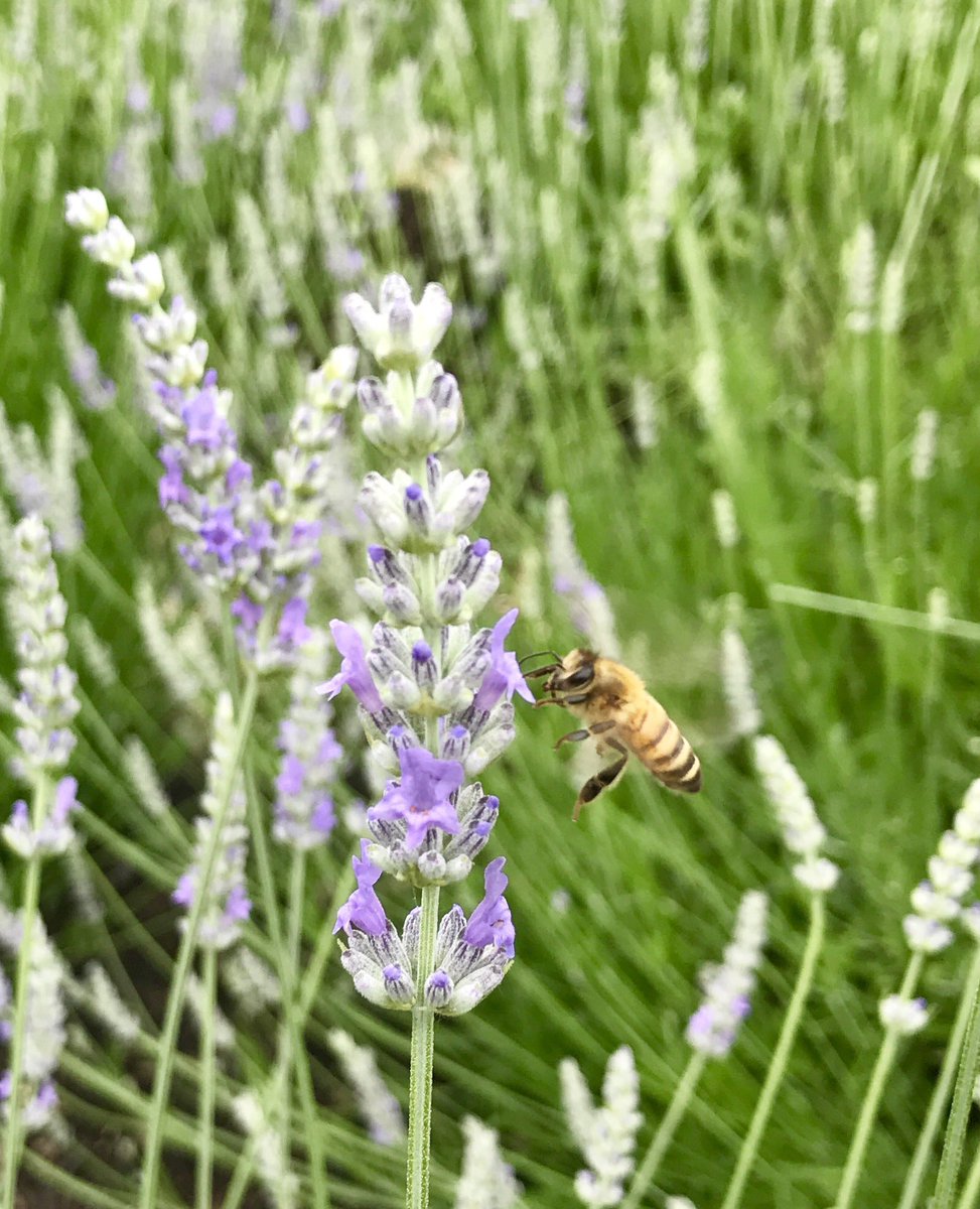 BeesInTheD's tweet photo. Bees in the D bees are loving their Lavender rich home at Detroit Abloom. #BeesInTheD #detroitabloom https://t.co/jaVbPD8FHP
