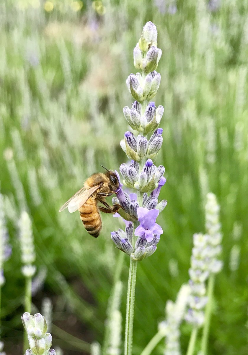 BeesInTheD's tweet photo. Bees in the D bees are loving their Lavender rich home at Detroit Abloom. #BeesInTheD #detroitabloom https://t.co/jaVbPD8FHP