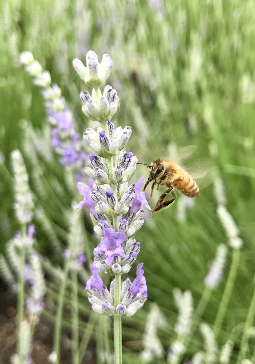 BeesInTheD's tweet photo. Bees in the D bees are loving their Lavender rich home at Detroit Abloom. #BeesInTheD #detroitabloom https://t.co/jaVbPD8FHP