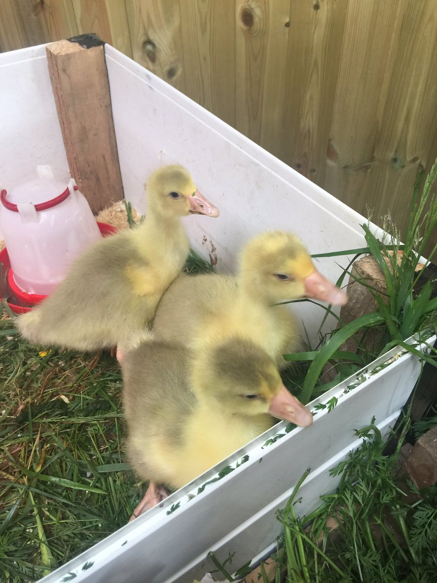 janeyjones's tweet photo. @AlbionFarm_Shop loved the goslings this morning 😍😊 https://t.co/eamVWYPjgr