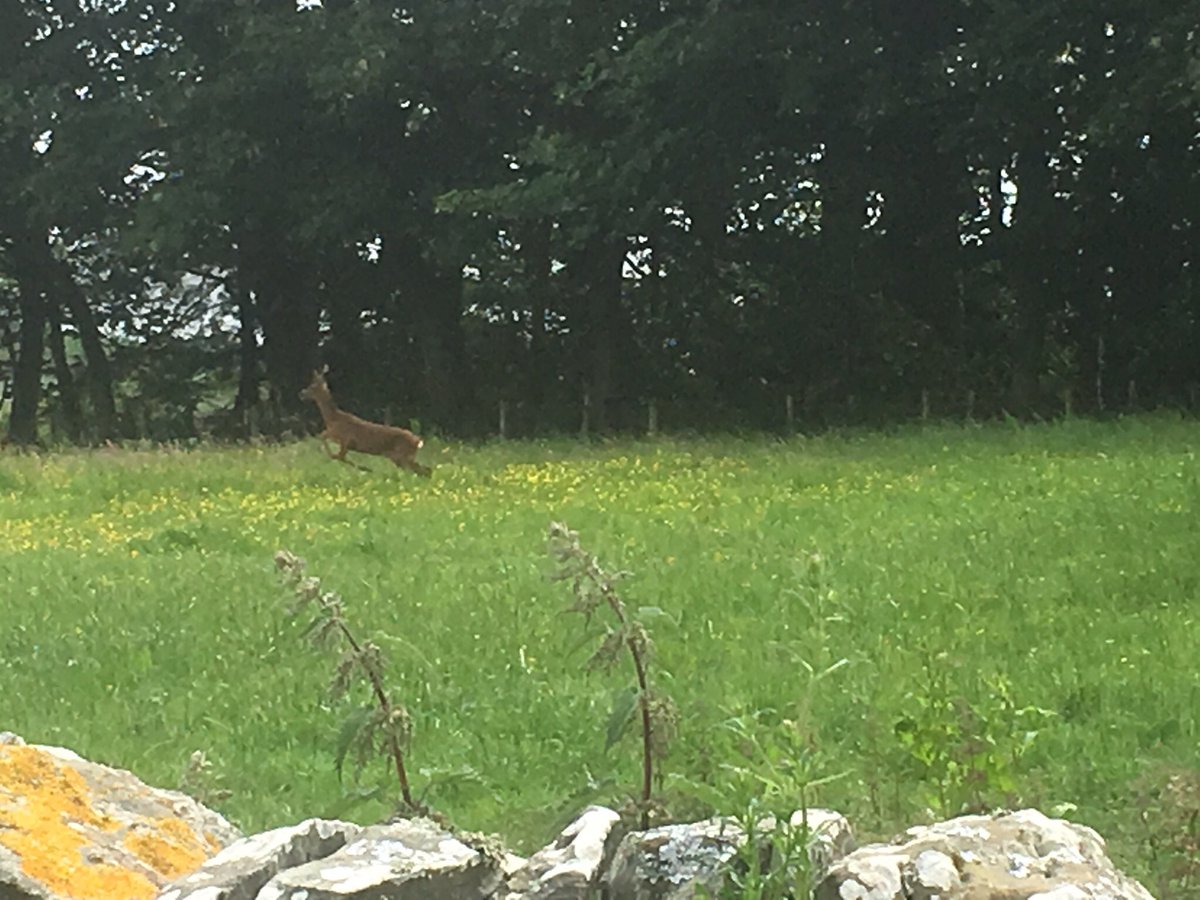 Deer deer..... lovely to see <a href="/LoveFamilyHols/">Love Family Holidays</a> @ThreaveEstate <a href="/russinblack/">👩🏼‍🤝‍👨🏻❤️🇬🇧</a> <a href="/Pulse2PulseUK/">#Pulse2PulseUK #DigitalMediaScotlandUK</a> <a href="/aerialartwork/">Aerial Artwork</a> <a href="/infiniteeye/">Infinite Eye</a> <a href="/MHH_E/">MyHolidayHome.Exchge</a> <a href="/ScotFoodTrail/">DG Food Trail</a>