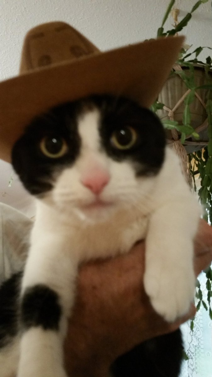 mccbunny's tweet photo. Giddy up! #Caturday #CatsOfTwitter #catsofinstagram #cats #kittensoftwitter #bestcataward #pets #cat #kitty https://t.co/EpuSJCrDbi