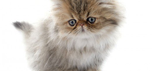 Not Cute Just Cruel: The Problem with Selective Breeding for Flat Faces in Cats

sciencevideos.org/not-cute-just-…