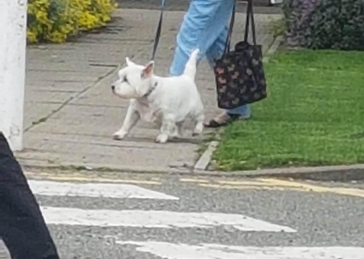 samanthakeyse's tweet photo. Is #dogsatservicestations a thing? https://t.co/SD5Oz6hUNz