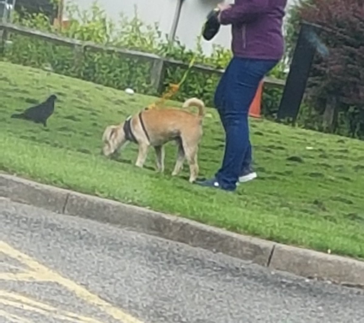 samanthakeyse's tweet photo. Is #dogsatservicestations a thing? https://t.co/SD5Oz6hUNz