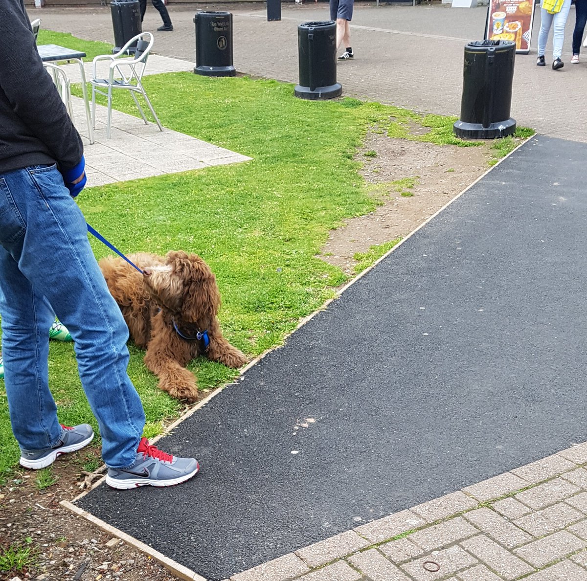 samanthakeyse's tweet photo. Is #dogsatservicestations a thing? https://t.co/SD5Oz6hUNz