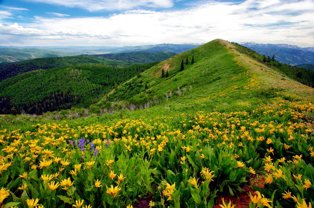 AllTrails's tweet photo. As summer progresses and the snow melts, its a great time to check out our top trails with #wildflowers in #Utah 

https://t.co/LoSiOYnPdr https://t.co/vV0ufALoeE