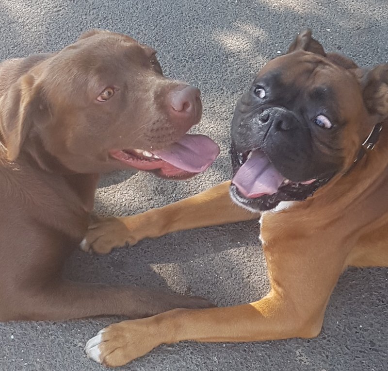 2craftycousins's tweet photo. Basil says "What do you mean, you love me Millie?" x #surprisedlook https://t.co/IPX7PAf6Xf