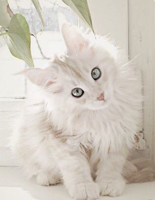 Ꭱebecca💞 (@ramosrebecca11) on Twitter photo <a href="/monicasloves/">Monica Cates</a> <a href="/mofaizal09/">Mohd Faizal Abdul Rahim</a> <a href="/sophie_woolley/">sophie woolley</a> @Viola_Walewska <a href="/pouramours/">Sofia</a> <a href="/Salam81485347/">Salam</a> @place_jhona <a href="/dyakomard/">Jan Kurdman</a> <a href="/saravastiares/">BB Be kind 💕</a> <a href="/hakim3220/">Hakim</a> <a href="/DilrubaLees/">dilruba_lees</a> <a href="/ViktorMochalin/">mochalin viktor</a> <a href="/fryld/">Fryl dnc</a> <a href="/MARIADELCNAVAF/">MARIA DEL C. NAVA F.</a> @vasimmoscow <a href="/dilruba_lees/">Dee_UK🇬🇧🇺🇦</a> @Legrand68663277 <a href="/Carpathian_Myth/">Карпатський Міф</a> <a href="/Fifonka13/">Iwona</a> <a href="/solmazbulu/">solmaz bulu</a> <a href="/piotr408/">Pit Szyk</a> <a href="/Nadin85888132/">🔱Nadin🔱</a> <a href="/Elsie_geselsie/">Elsie</a> @jacques1290 <a href="/semicvet50/">Loren</a> <a href="/Choco_Sandy1/">Sαɴdrα</a> <a href="/NinaNebo/">Nina</a> <a href="/Zsuuzsaa/">Lana</a> <a href="/fersorriso/">Fernanda Marques</a> <a href="/DanielaChirico/">🍀Daniela Chirico🍀</a> <a href="/Anidem805/">Anidem</a> <a href="/patdefranchis/">Patricia De Franchis</a> Thank you dear Monica 💕
🌸🌸🌸🌸🌸🌸🌸🌸🌸🌸🌸🌸🌸
#artlovers #artshare #artistshouts #paintings 🎨🖌🦋 <a href="/monicasloves/">Monica Cates</a> <a href="/mofaizal09/">Mohd Faizal Abdul Rahim</a> <a href="/sophie_woolley/">sophie woolley</a> @Viola_Walewska <a href="/pouramours/">Sofia</a> <a href="/Salam81485347/">Salam</a> @place_jhona <a href="/dyakomard/">Jan Kurdman</a> <a href="/saravastiares/">BB Be kind 💕</a> <a href="/hakim3220/">Hakim</a> <a href="/DilrubaLees/">dilruba_lees</a> <a href="/ViktorMochalin/">mochalin viktor</a> <a href="/fryld/">Fryl dnc</a> <a href="/MARIADELCNAVAF/">MARIA DEL C. NAVA F.</a> @vasimmoscow <a href="/dilruba_lees/">Dee_UK🇬🇧🇺🇦</a> @Legrand68663277 <a href="/Carpathian_Myth/">Карпатський Міф</a> <a href="/Fifonka13/">Iwona</a> <a href="/solmazbulu/">solmaz bulu</a> <a href="/piotr408/">Pit Szyk</a> <a href="/Nadin85888132/">🔱Nadin🔱</a> <a href="/Elsie_geselsie/">Elsie</a> @jacques1290 <a href="/semicvet50/">Loren</a> <a href="/Choco_Sandy1/">Sαɴdrα</a> <a href="/NinaNebo/">Nina</a> <a href="/Zsuuzsaa/">Lana</a> <a href="/fersorriso/">Fernanda Marques</a> <a href="/DanielaChirico/">🍀Daniela Chirico🍀</a> <a href="/Anidem805/">Anidem</a> <a href="/patdefranchis/">Patricia De Franchis</a> Thank you dear Monica 💕
🌸🌸🌸🌸🌸🌸🌸🌸🌸🌸🌸🌸🌸
#artlovers #artshare #artistshouts #paintings 🎨🖌🦋