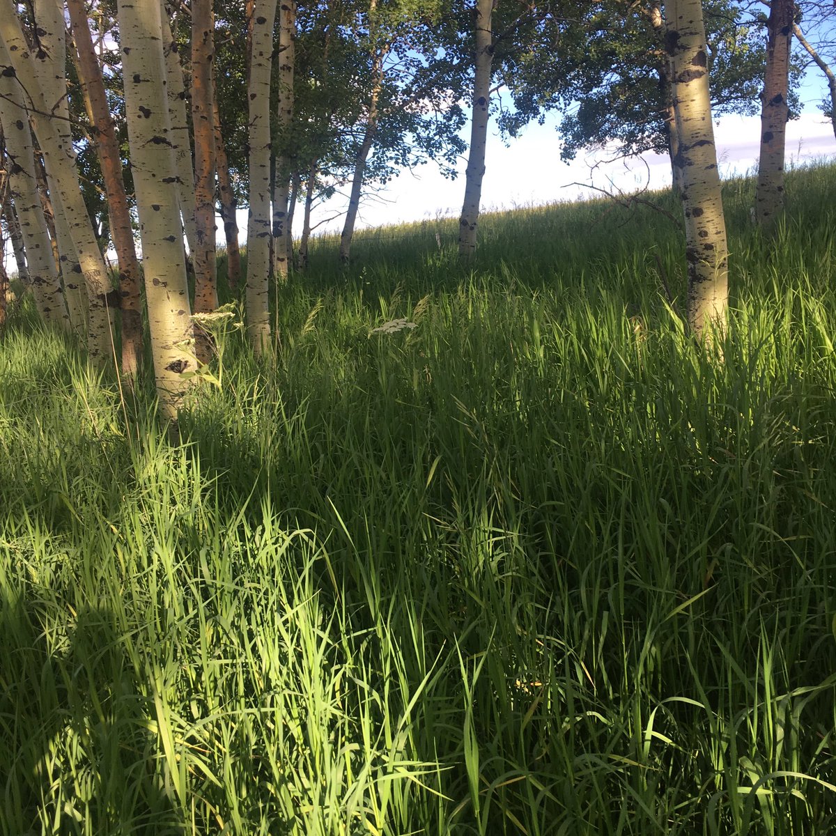 ArtVandenberg's tweet photo. It's a busman's holiday for #Walkabout man. Red Lodge, MT. Natural #Steles
(In ATL, go by/contact #Poem88 to see #Steles
#contemporaryart https://t.co/ZdzBvzJjkC