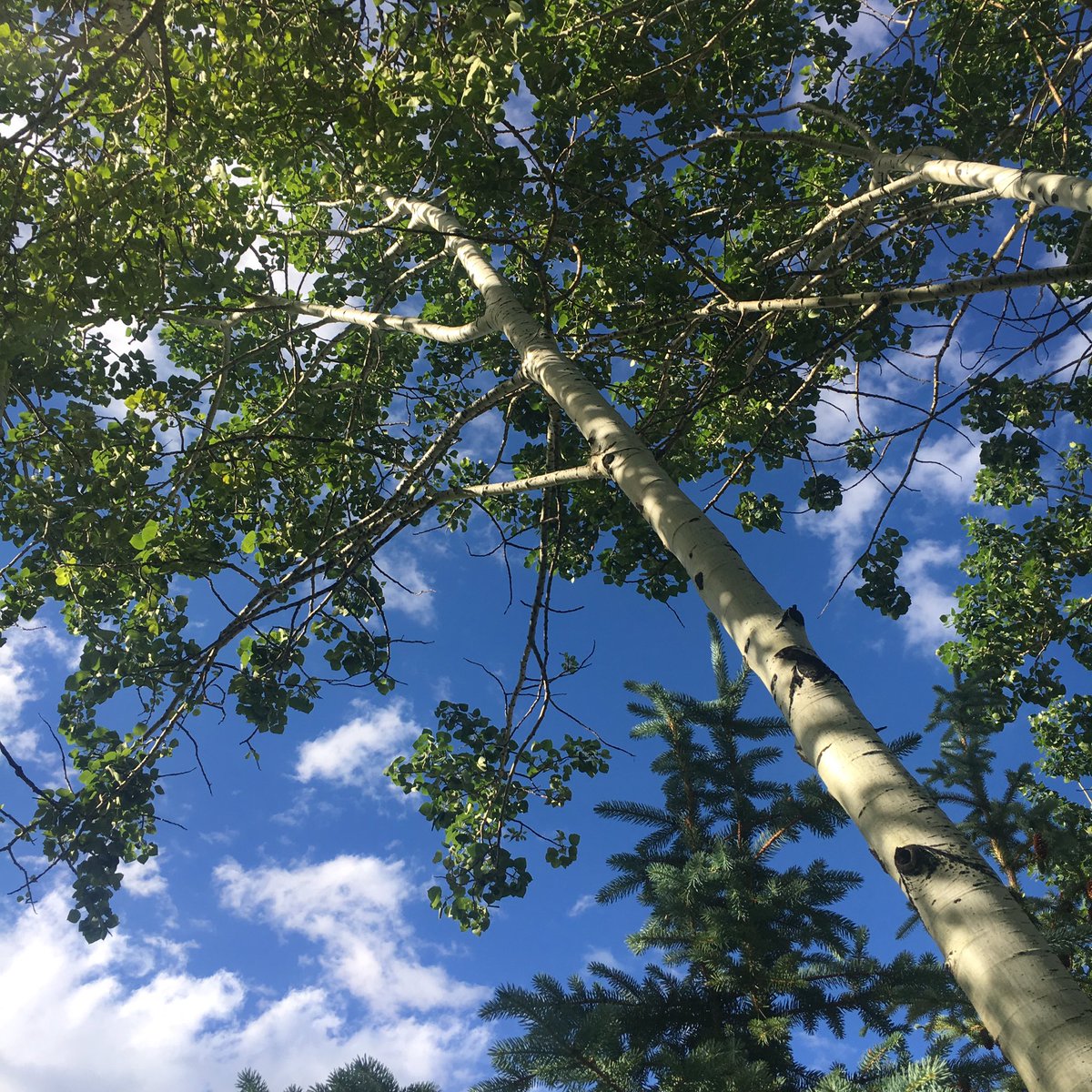 ArtVandenberg's tweet photo. It's a busman's holiday for #Walkabout man. Red Lodge, MT. Natural #Steles
(In ATL, go by/contact #Poem88 to see #Steles
#contemporaryart https://t.co/ZdzBvzJjkC
